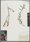 Foto von Salix repens subsp. repens L.